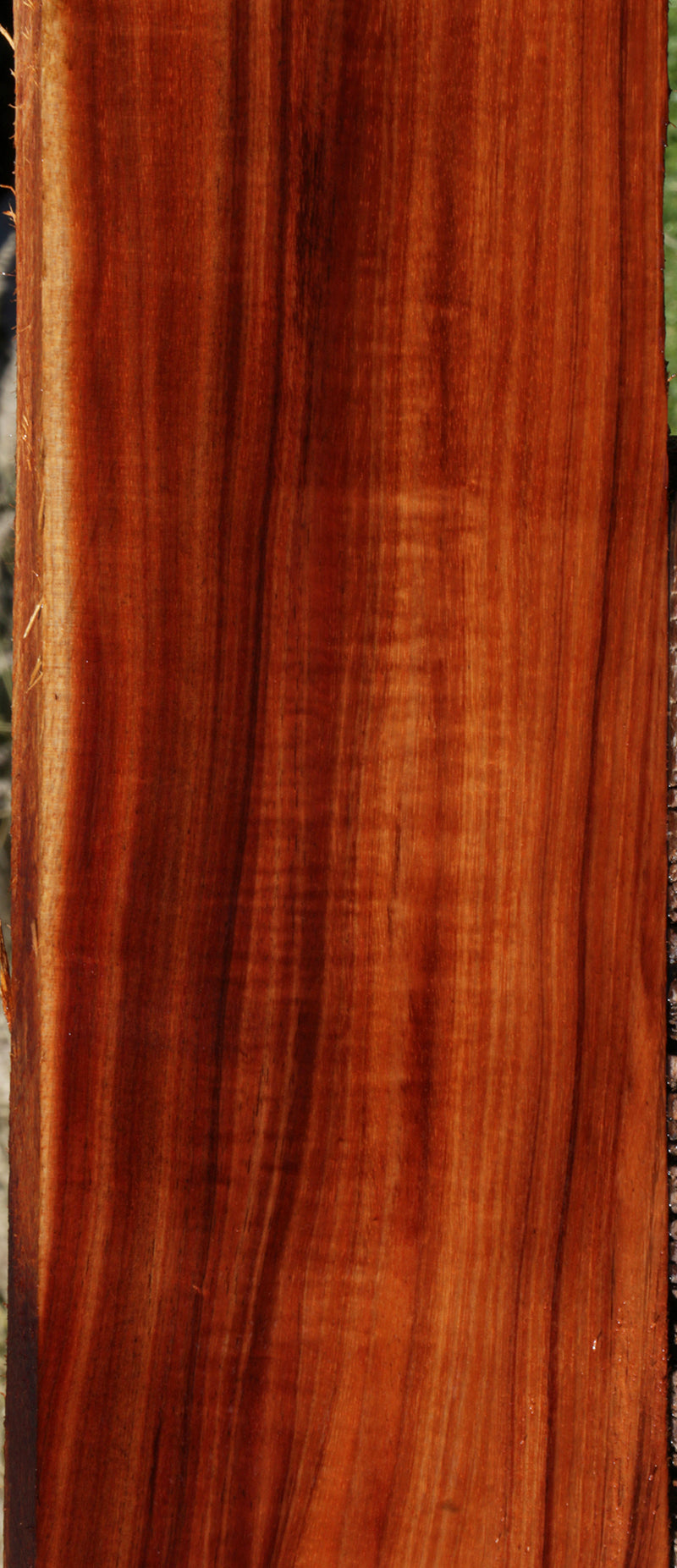 Extra Fancy Curly Hawaiian Koa Instrument Lumber