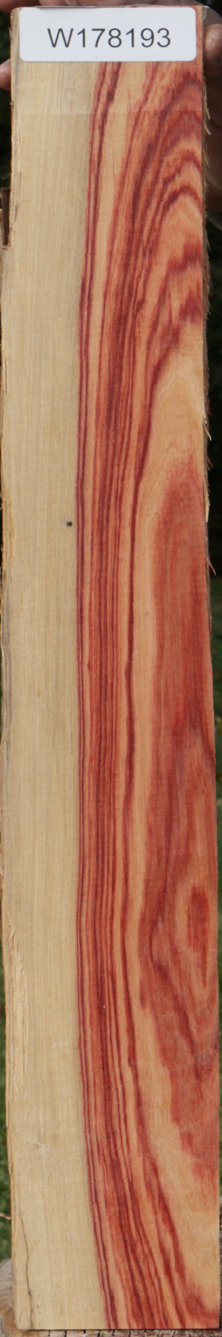 Tulip – Cook Woods