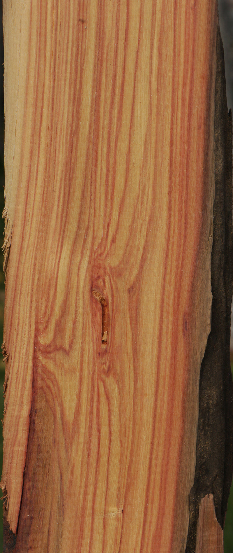 Tulipwood Lumber