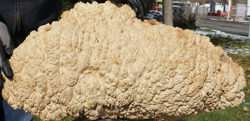 Gold Mallee Burl Cap