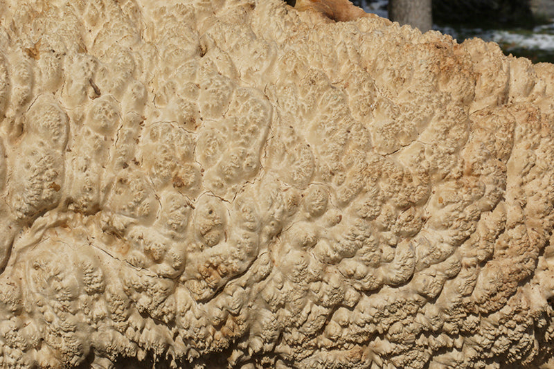 Gold Mallee Burl Cap