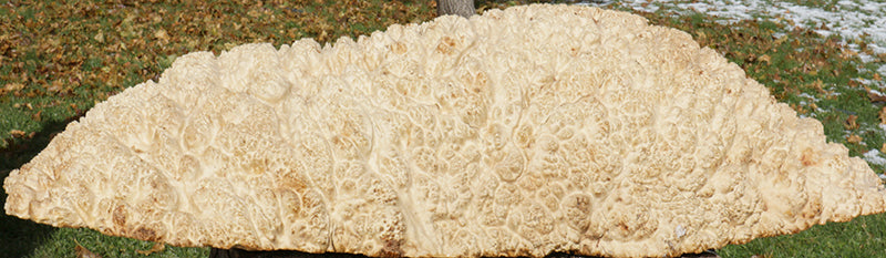 Gold Mallee Burl Cap