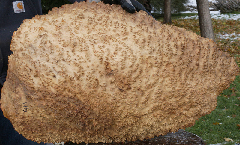 Red Coolibah Burl Cap