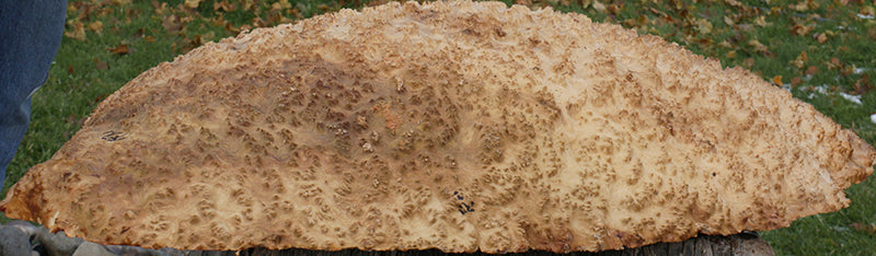 Red Coolibah Burl Cap