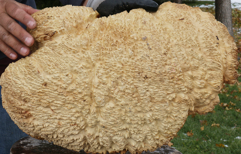 Gold Mallee Burl Cap