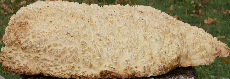 Gold Mallee Burl Cap