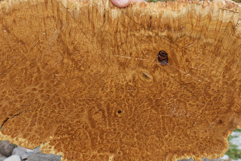Gold Mallee Burl Cap