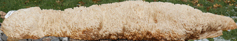 Gold Mallee Burl Cap