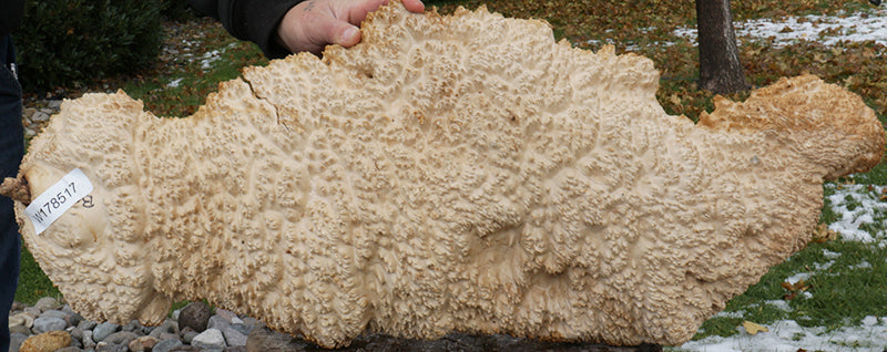 Gold Mallee Burl Cap