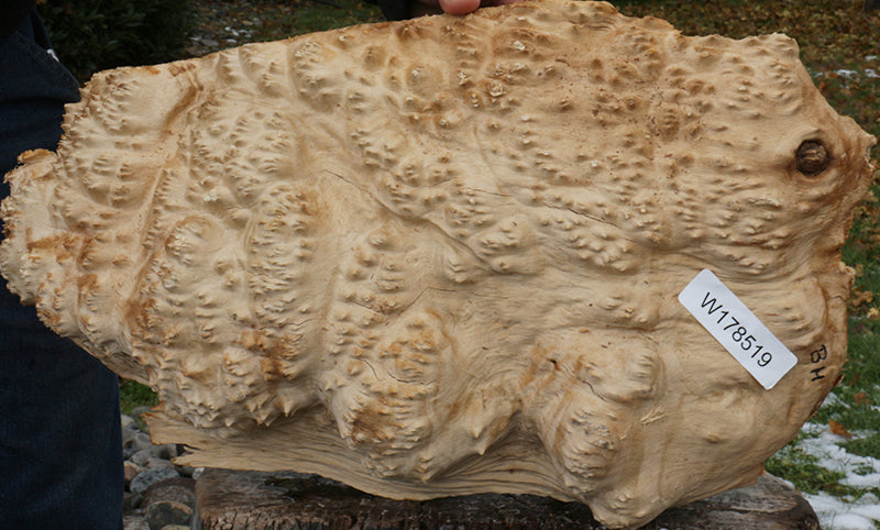 Extra Fancy Gold Mallee Burl Cap