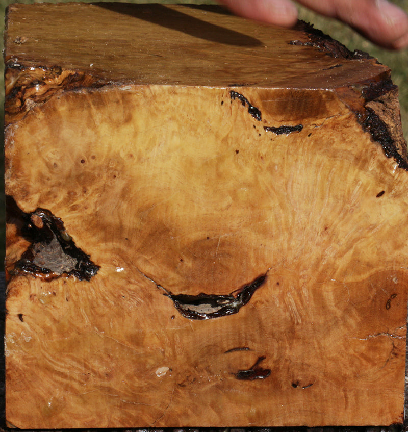 Extra Fancy Kanista Live Edge Bowl Blank