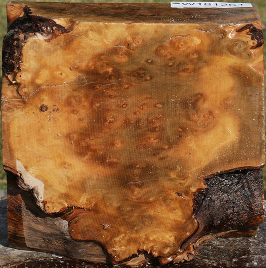Kanista Live Edge Burl Bowl Blank