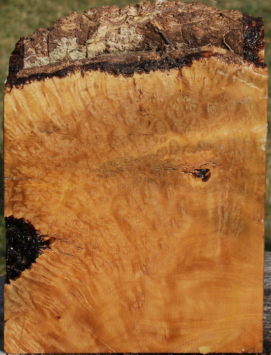 Extra Fancy Kanista Live Edge Turning Blank