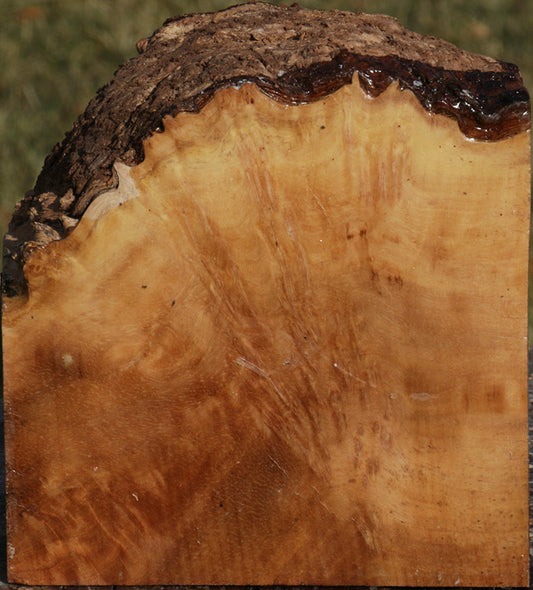 Exhibition Kanista Live Edge Bowl Blank