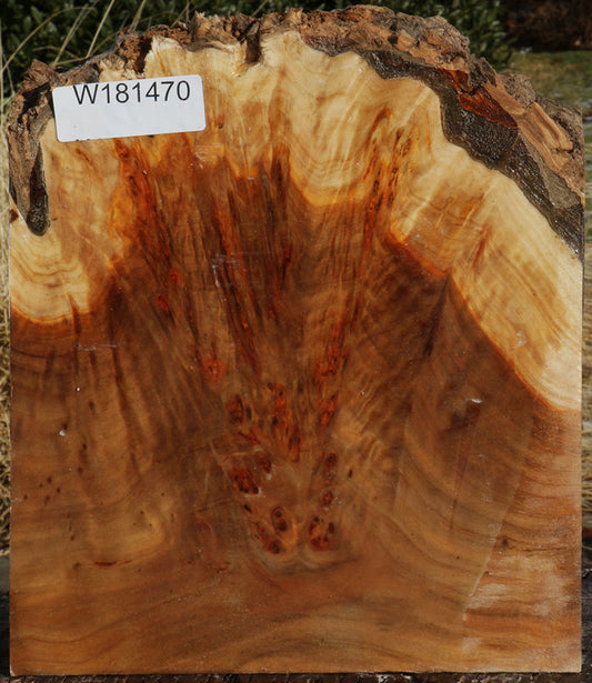 California Cottonwood Burl Live Edge Turning Blank
