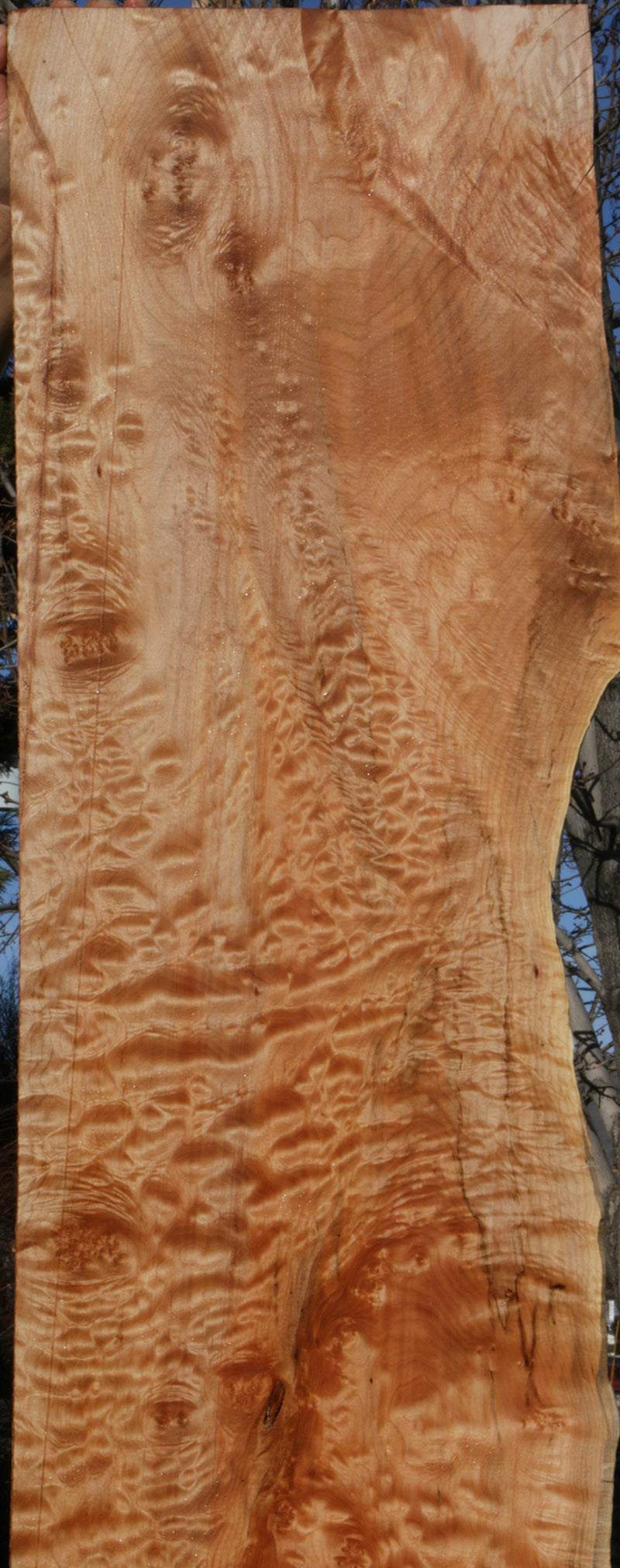 Rustic Quilted Maple Live Edge Lumber