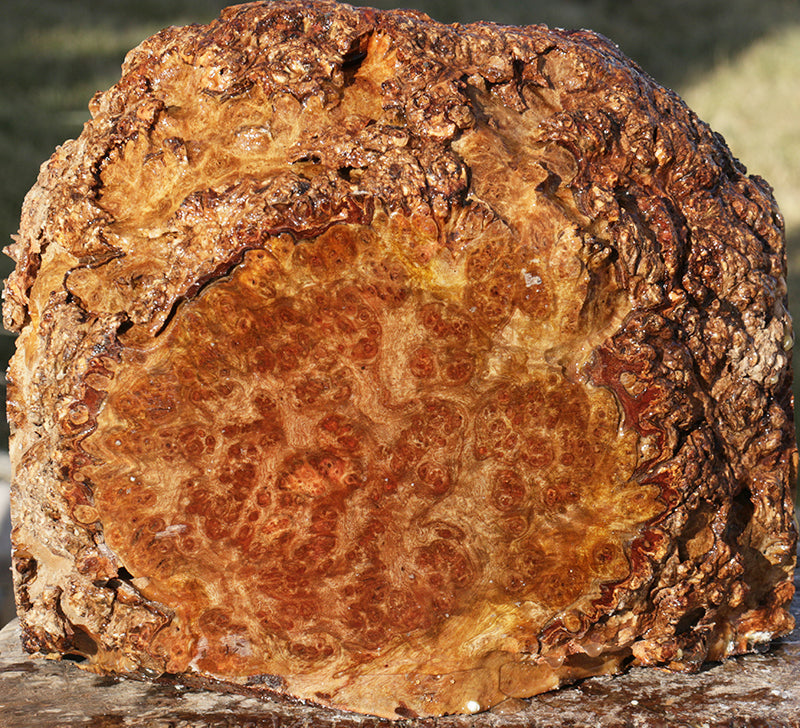 Extra Fancy Chechen Burl Live Edge Turning Blank
