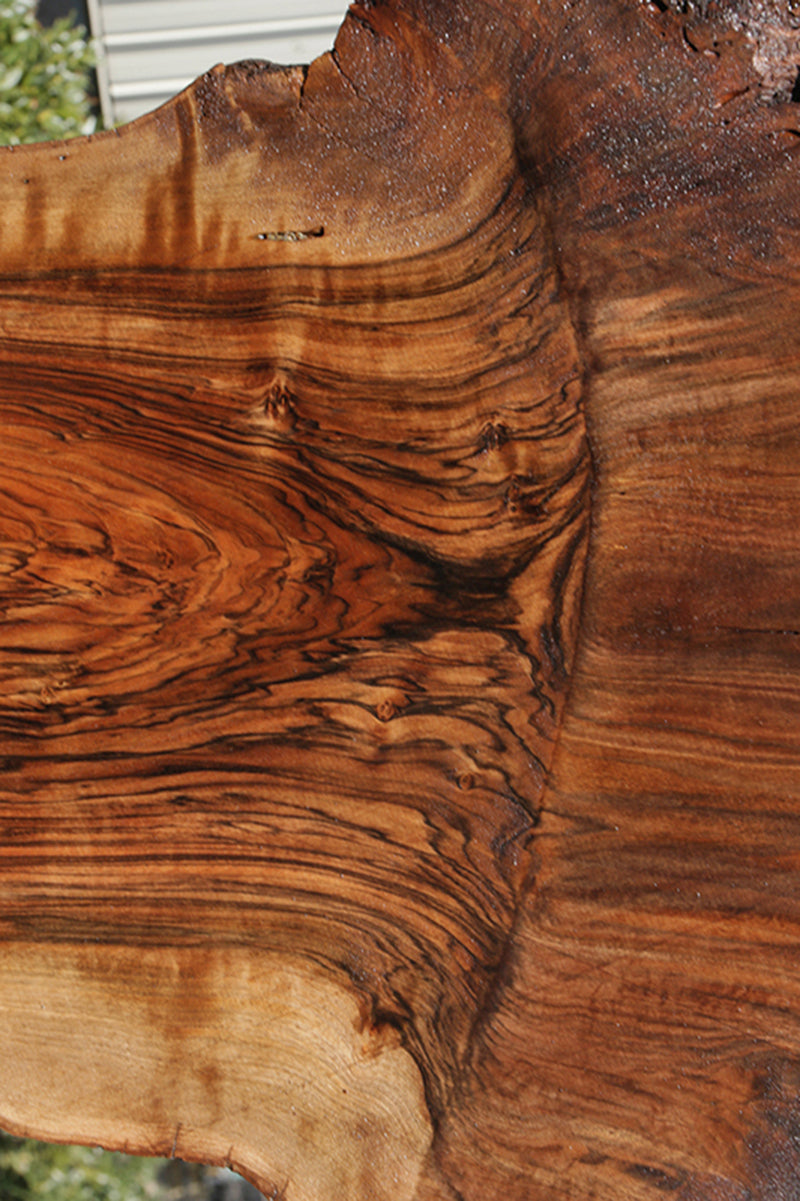 Extra Fancy English Claro Graft Walnut Live Edge Slab (Freight Shipping Required)