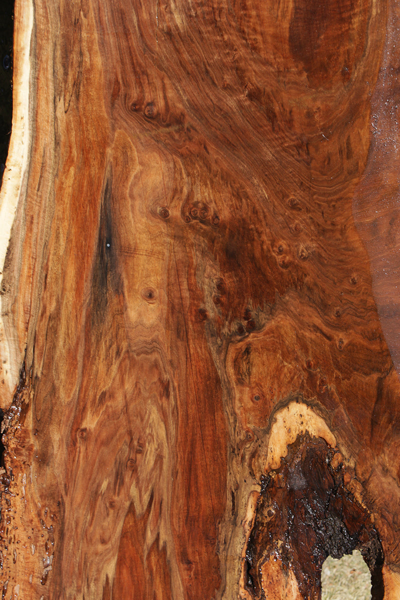 Extra Fancy Crotchwood Claro Walnut Rustic Live Edge Slab (Freight Shipping Required)