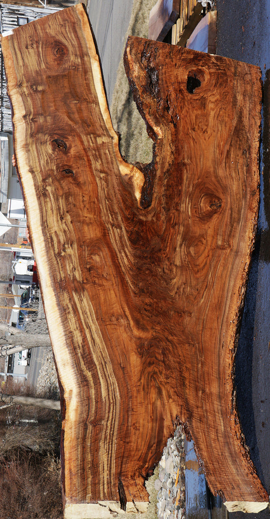 Exhibition Crotchwood Claro Walnut Rustic Live Edge Slab (Freight Shipping Required)