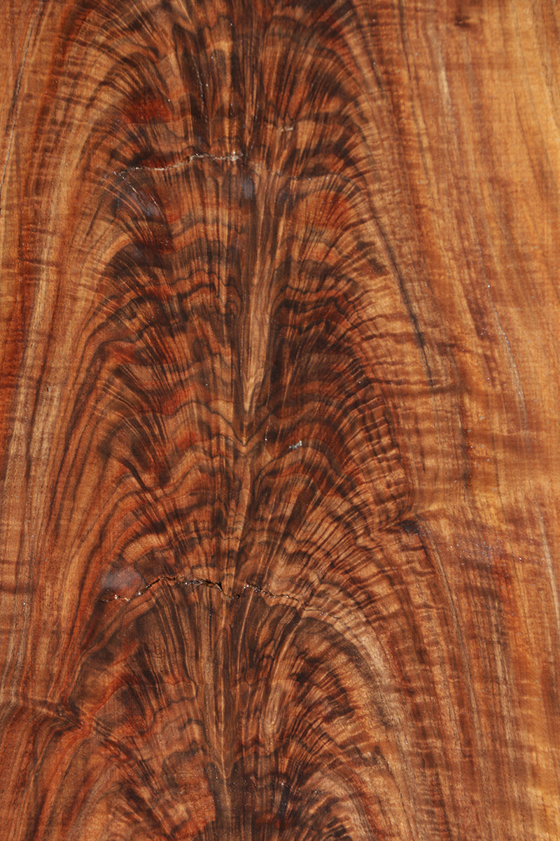 Exhibition Crotchwood Claro Walnut Rustic Live Edge Slab (Freight Shipping Required)