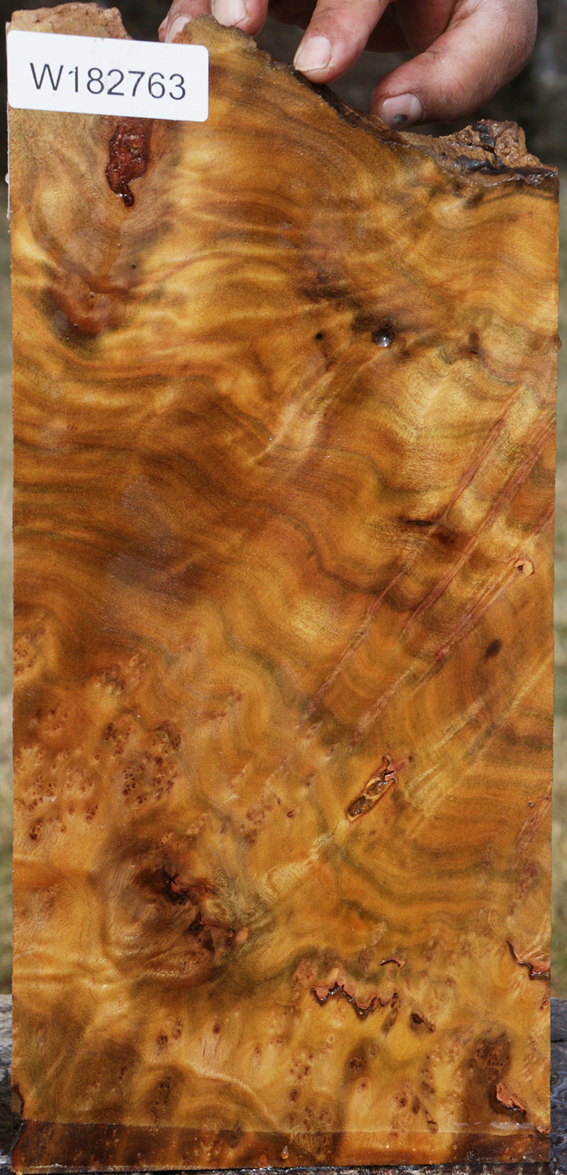 Camphor Burl Live Edge Lumber