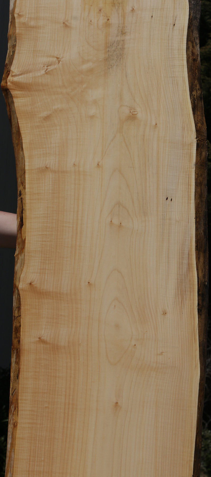 Eastern Hard Rock Maple Live Edge Lumber (Free Shipping Excluded)