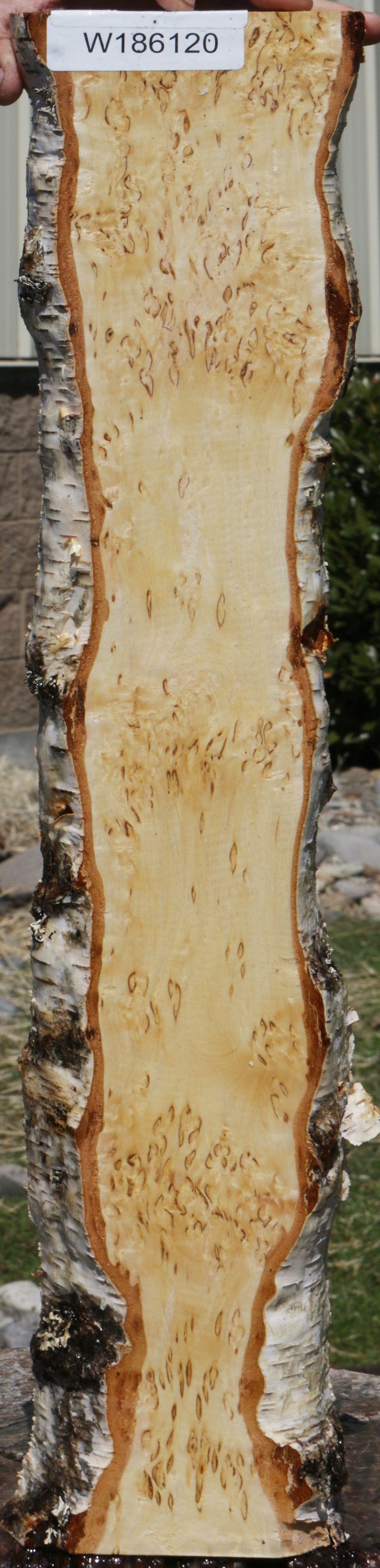 Extra Fancy Masur Birch Live Edge Lumber