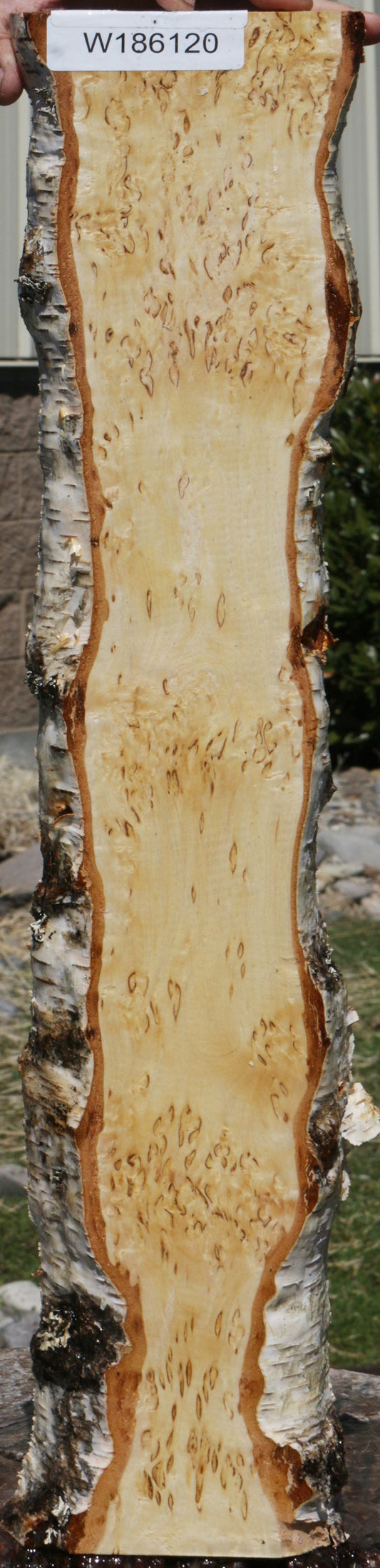 Extra Fancy Masur Birch Live Edge Lumber
