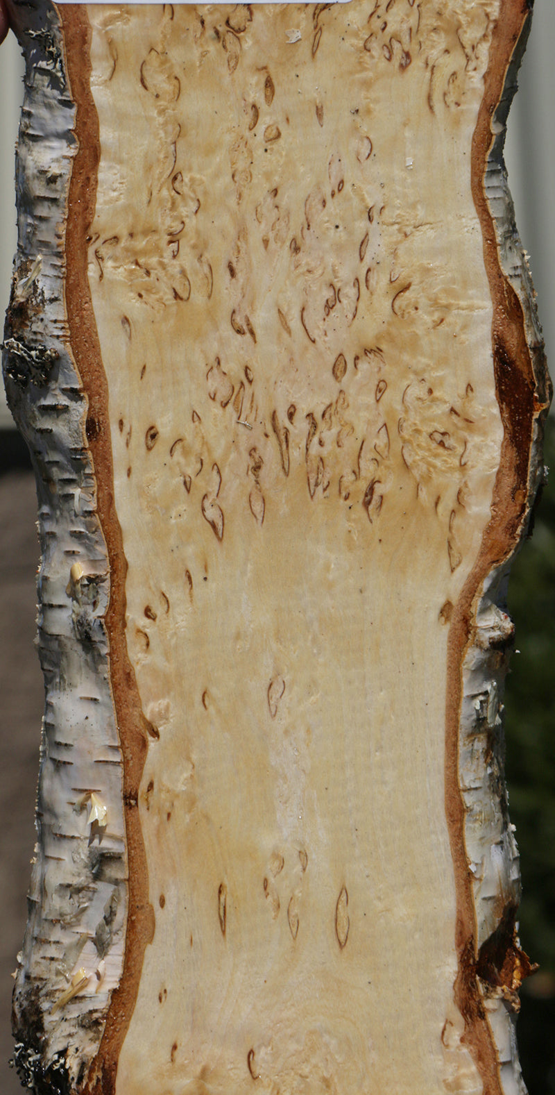 Extra Fancy Masur Birch Live Edge Lumber