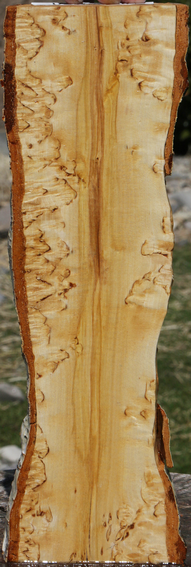 Exhibition Masur Birch Live Edge Lumber