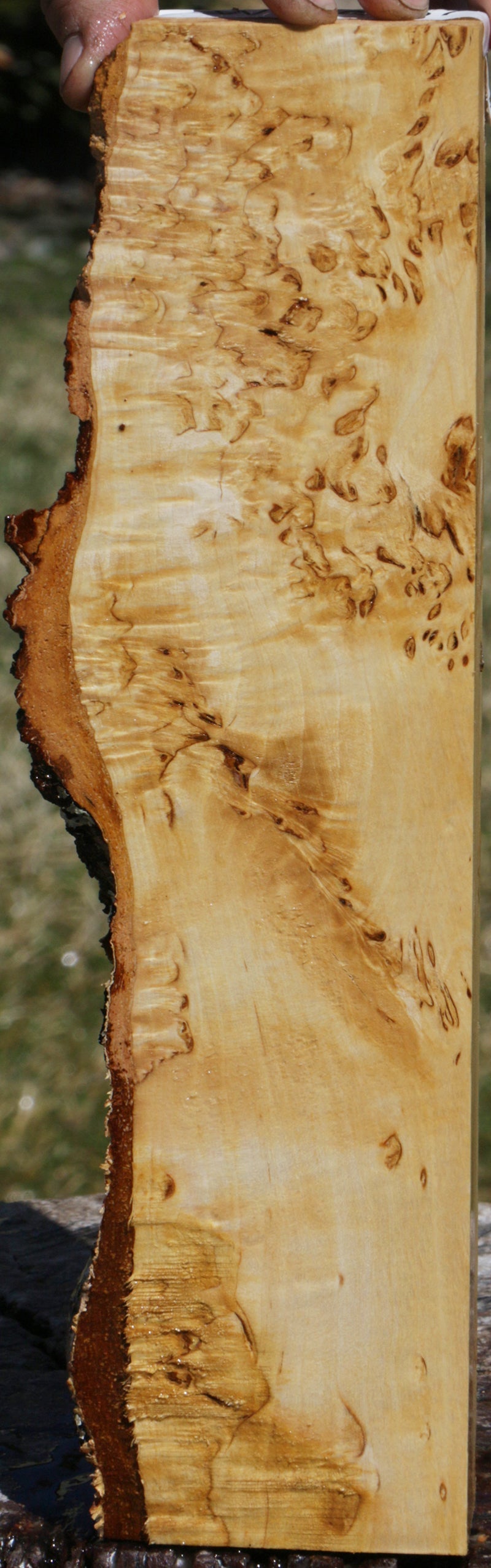 Exhibition Masur Birch Live Edge Lumber