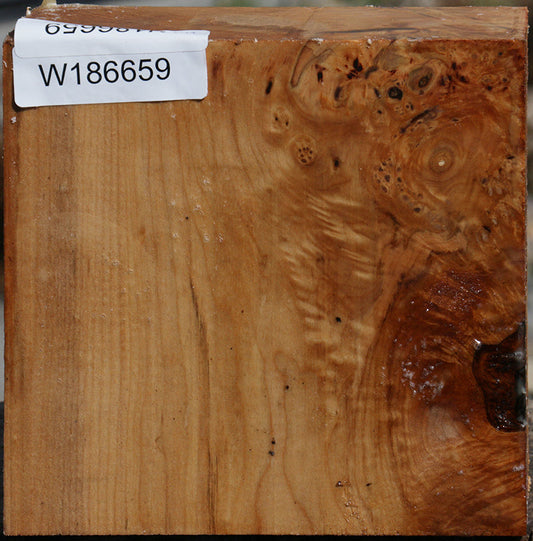 Extra Fancy Maple Burl Bowl Blank