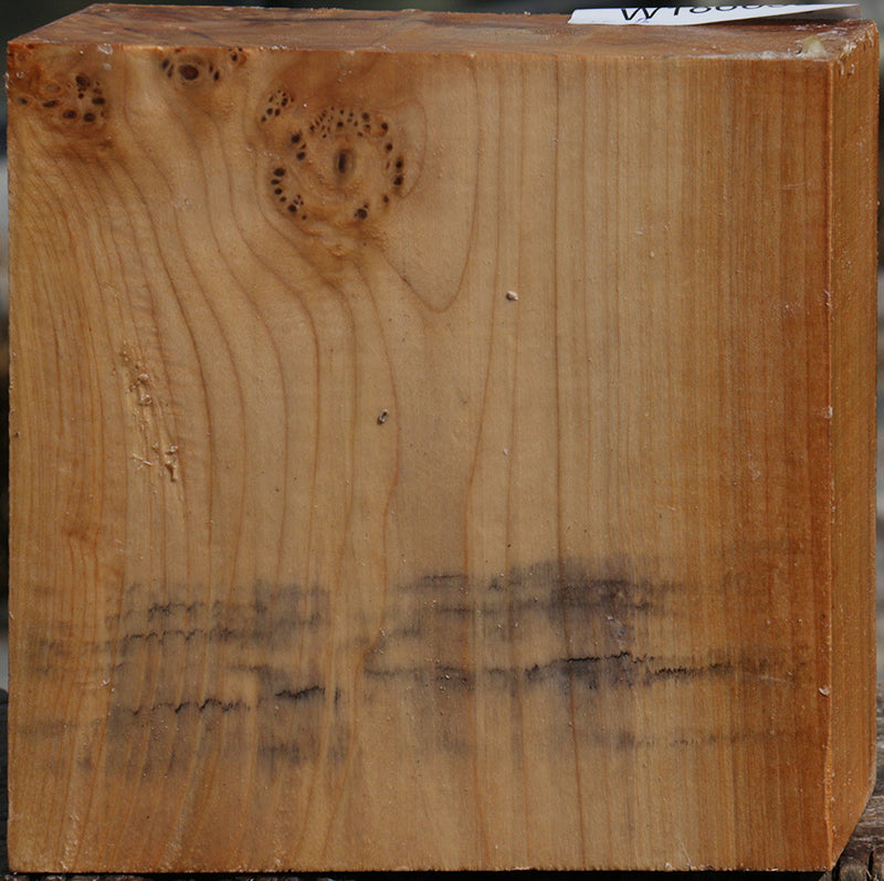 Extra Fancy Maple Burl Bowl Blank