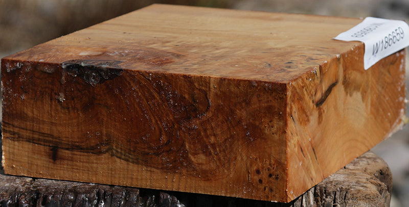 Extra Fancy Maple Burl Bowl Blank