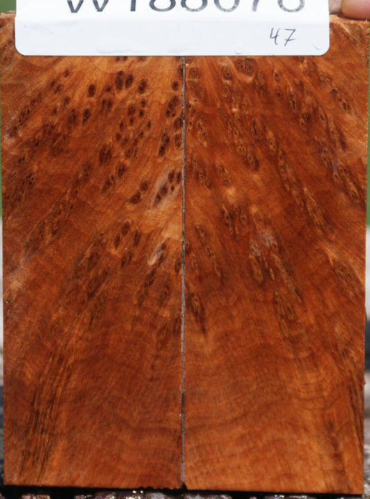 Thuya Burl Knife Scales