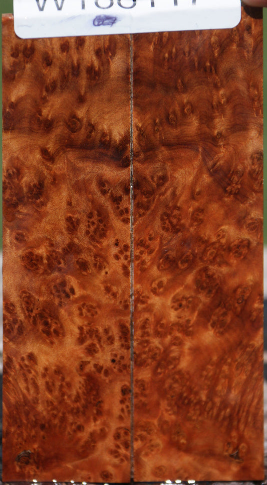 Exhibition Thuya Burl Knife Scales