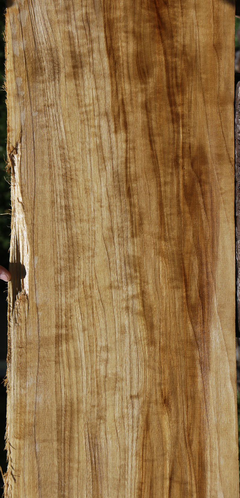 Fiddleback French Poplar Live Edge Lumber (Free Shipping Excluded)
