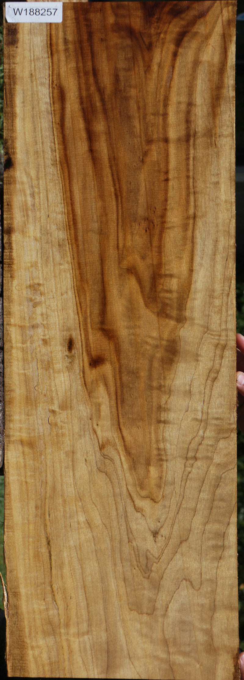 Fiddleback French Poplar Lumber