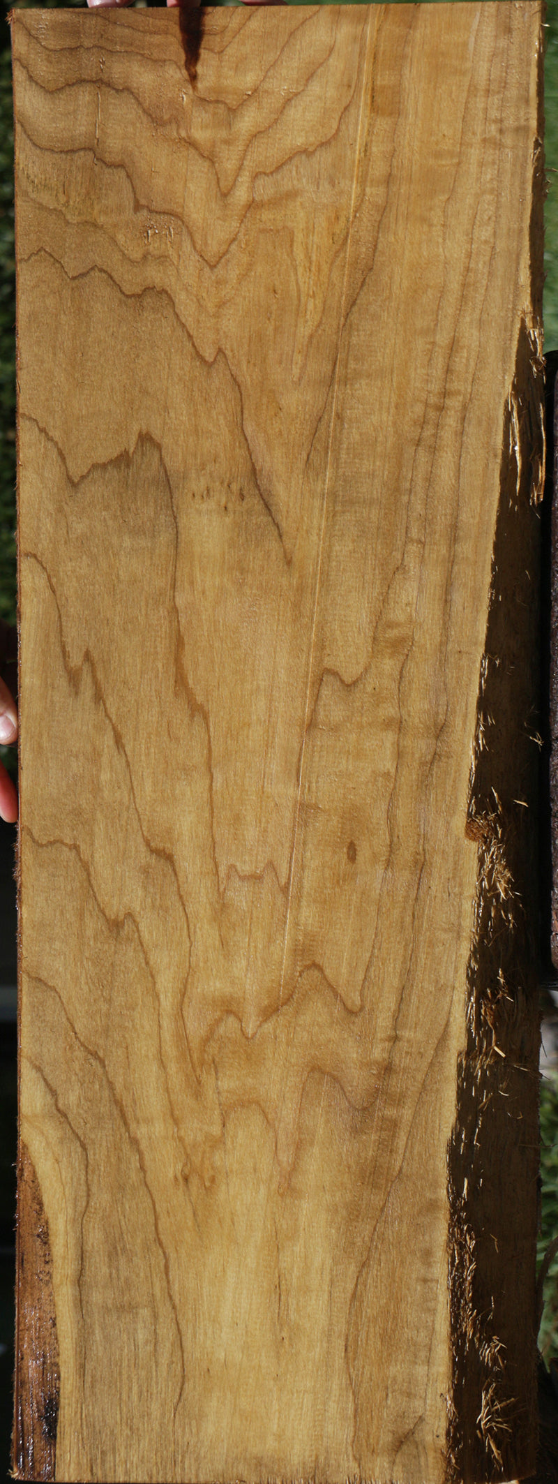 Fiddleback French Poplar Lumber