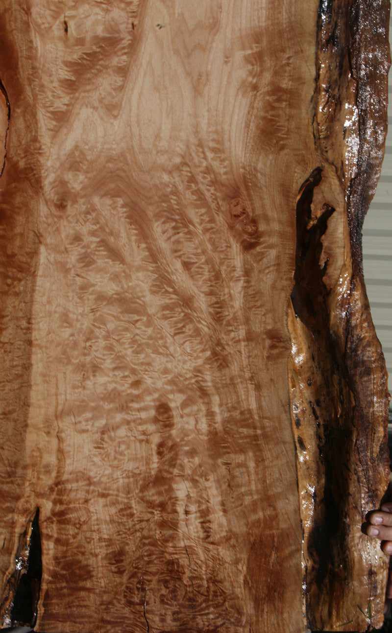 Extra Fancy Maple Live Edge Slab (Free Shipping Excluded)