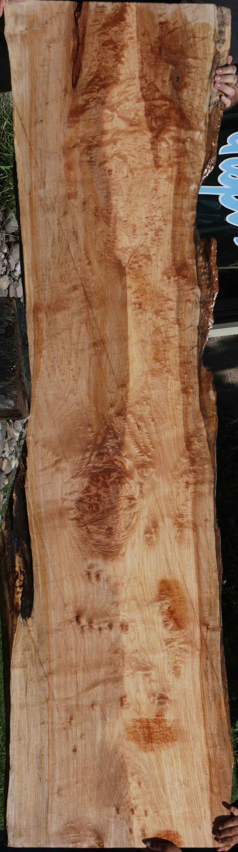 Quilted Maple Burl Live Edge Slab (Free Shipping Excluded)