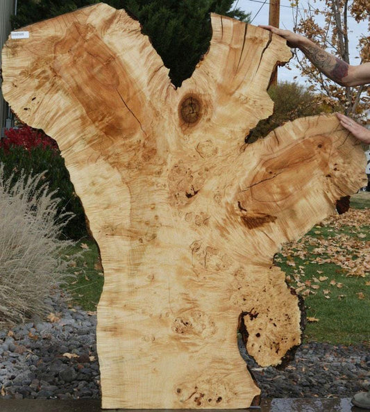 Rustic Flamed Silver Maple Slab