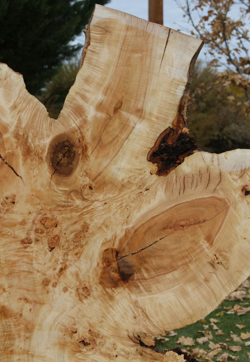 Silver Maple Wood Slab: VM-05-05 – Bluestone Organic