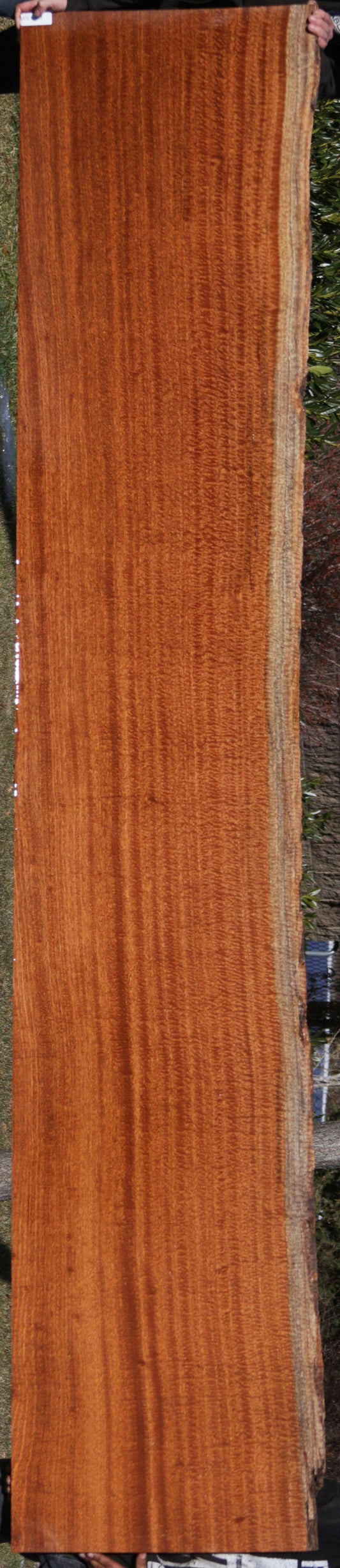 Exhibition Pomelle Sapele Live Edge Lumber