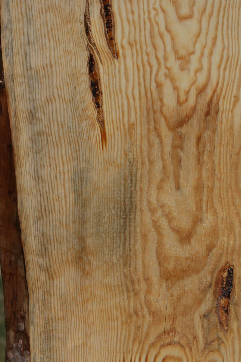 Quilted Ponderosa Pine Slab