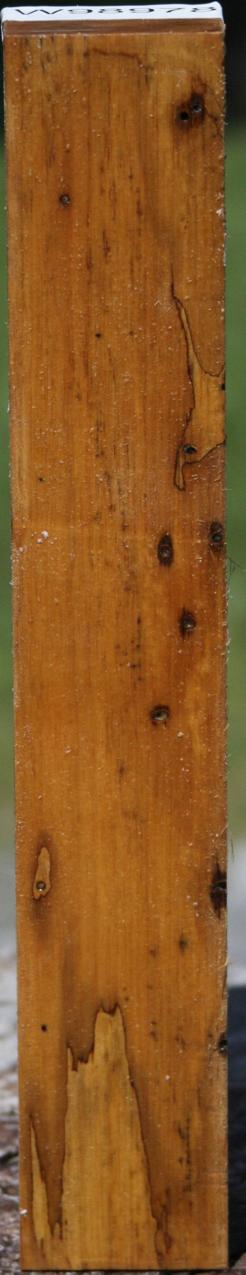 Wormy Black and White Ebony Turning Square