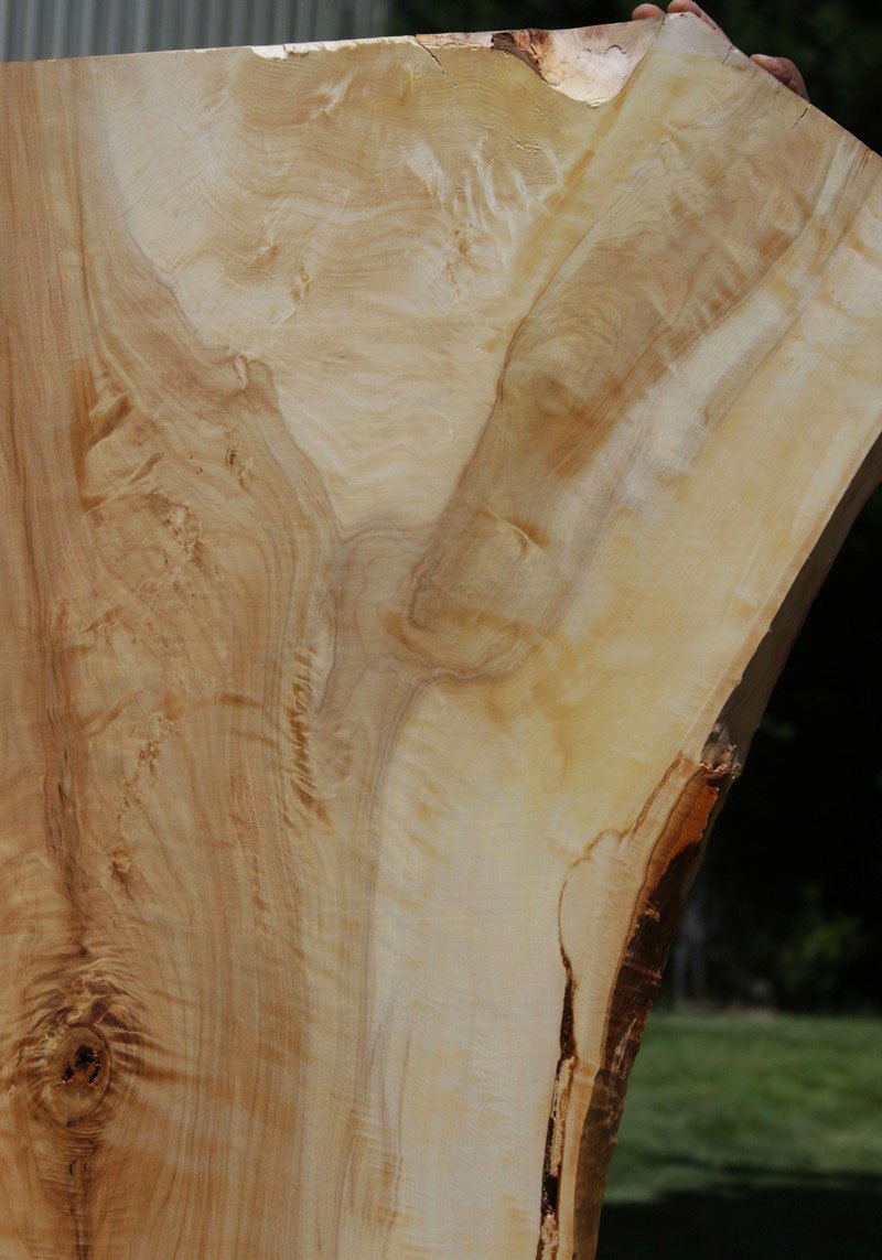 Tulip Poplar Crotch Figure Slab