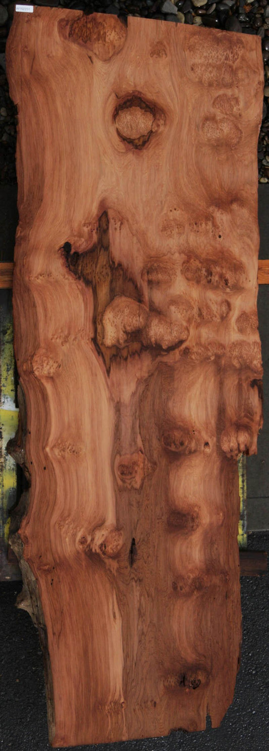 Extra Fancy Cluster Burl Redwood Slab