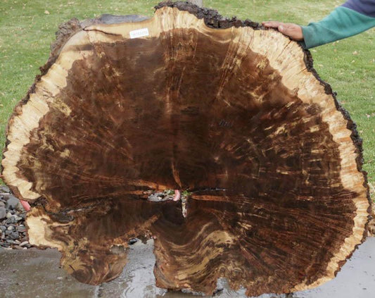 Claro Walnut Burl Cookie